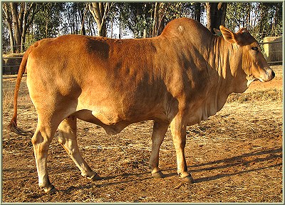 BORAN